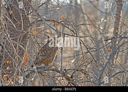 Rocky Mountains great horned Owl (Bubo virginianus pinorum) sitzen in den Ebenen der Pappel Baum, Cherry Creek State Park Colorado USA. Stockfoto