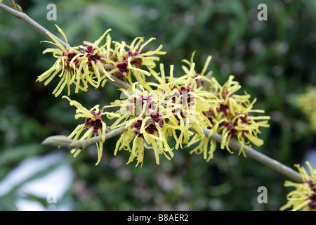 HAMAMELIS X INTERMEDIA GIMBORNS PARFÜM Stockfoto