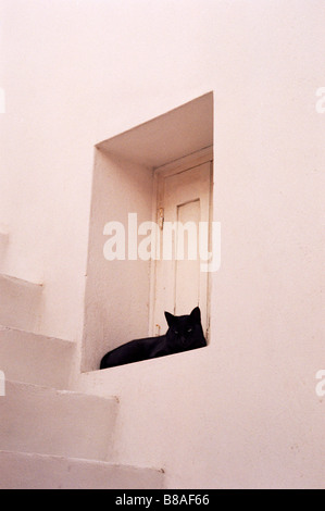 Eine schwarze Katze ruht in der Fensterbank eines Hauses auf der griechischen Insel Mykonos Griechenland Stockfoto