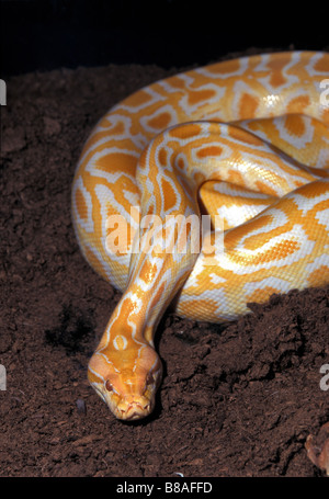 Albino burmesischen Python, Python aus Bivittatus, Asien Stockfoto