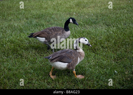 Foto von zwei Gänse.  Man scheint eine Mischung aus einer Ente und eine kanadische Gans Stockfoto