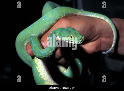 Green Tree Python Morelia Viridis, Australien Stockfoto