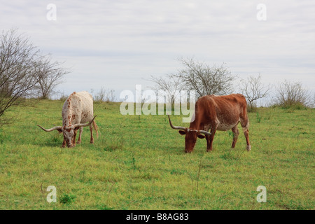 Zwei Texas Longhorns Beweidung in einem Feld. Stockfoto