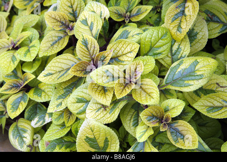 PLECTRANTHUS CILIATUS EINFACH GOLD Stockfoto