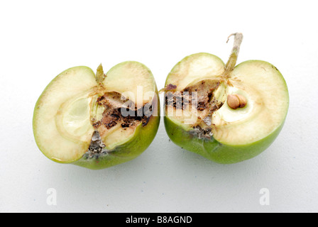 Apfelwickler-Schäden im Querschnitt des Apfels betroffenen gezeigt Stockfoto