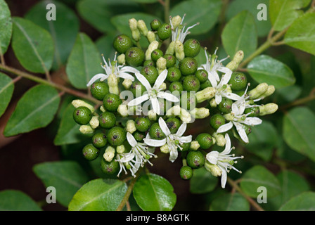 Murraya Koenigii, Curry Leaf Baum Blüten. Die Blätter dieses Baumes dienen zum Würzen Currys und zahlreiche indische Rezepte Stockfoto