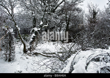 HEFTIGE SCHNEEFÄLLE UND STARKE WINDE HABEN DIESE CERCIS SILIQUASTRUM SCHWER BESCHÄDIGT. Stockfoto