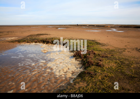 Algenblüte in Gezeitentümpel auf Salzwiesen bei Toynbee, Norfolk, Großbritannien. Stockfoto