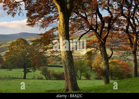 Herbstfarben in der Nähe von North Wales Capel Garmon, Snowdonia-Nationalpark Stockfoto