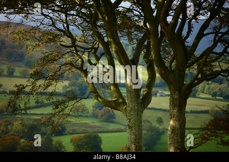 Herbstfarben in der Nähe von North Wales Capel Garmon, Snowdonia-Nationalpark Stockfoto