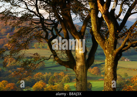 Herbstfarben in der Nähe von North Wales Capel Garmon, Snowdonia-Nationalpark Stockfoto