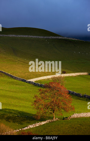 steinernen Mauern und Scheunen Nr. Kettlewell, Wharfedale, Yorkshire Dales National Park, England, UK Stockfoto