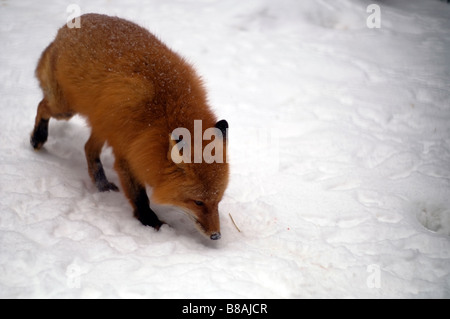 Captive Rotfuchs im Schnee Fütterung Stockfoto