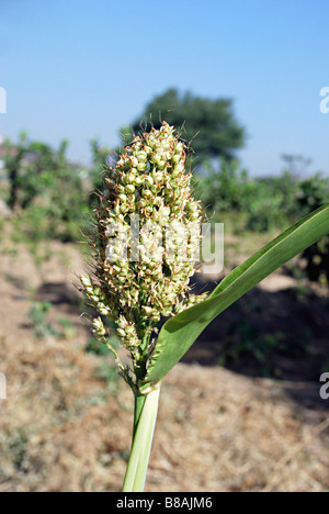 Nahaufnahme der Bajara Ernte in einem Feld, Jejuri, Maharashtra, Indien. Stockfoto