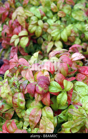 NANDINA DOMESTICA FIRE POWER AGM BEI RHS WISLEY GARDEN UK Stockfoto