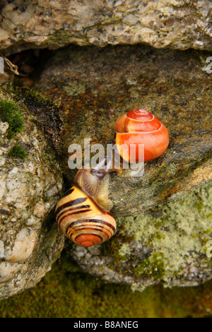 Zwei Schnecken Paarung. Stockfoto