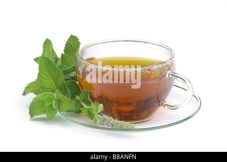 T-Stück Orangenminze Tee Mentha Citrata 01 Stockfoto