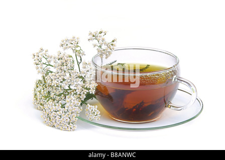 Tee Schafgarbe Tee Schafgarbe 01 Stockfoto