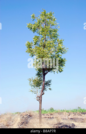 Neem-Baum mit blauem Himmel, Jejuri, Maharashtra, Indien.  Azadirachta Indica. Verwendet sowohl für Kosmetik und Ayurveda-Medizin Stockfoto