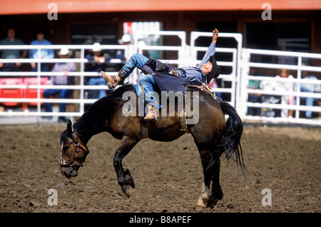 Ohne Sattel Bronc Reiten, Calgary Stampede Rodeo, Alberta Stockfoto