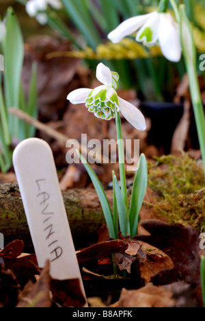 Schneeglöckchen "Lavinia" Stockfoto