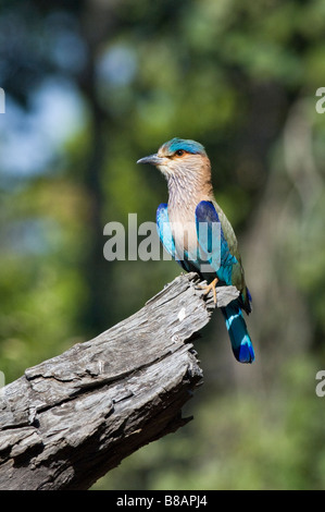 Indische Walze (Coracias Feige) in Bandhavgarh National Park, Madhya Pradesh, Indien Stockfoto