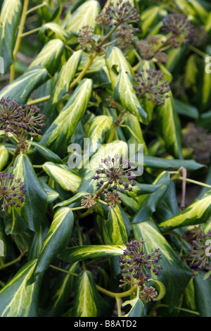 HEDERA COLCHICA SCHWEFEL HERZ AGM SYN H PADDYS STOLZ AN DER RHS WISLEY GARDEN UK Stockfoto