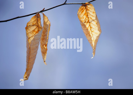 Buche Blätter Winter, Nationalpark Mont-Saint-Bruno, Quebec Stockfoto