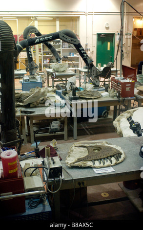 Dinosaurier Werkstatt Royal Tyrell Museum in Drumheller, Alberta Stockfoto