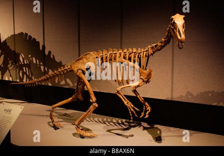 Dinosaurier Skelett Royal Tyrell Museum in Drumheller, Alberta Stockfoto