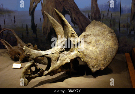 Dinosaurier Skelett Royal Tyrell Museum in Drumheller, Alberta Stockfoto