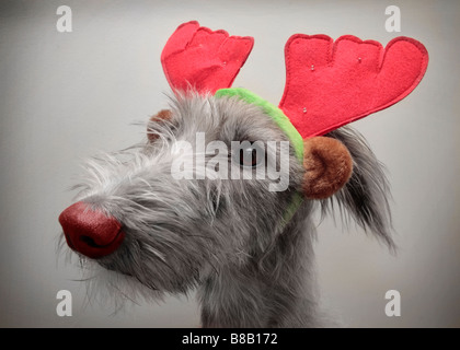 Ein unverschroffter Hund mit lustigen Geweihen Stockfoto