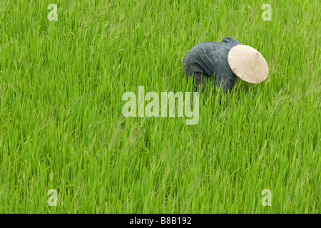 Vietnamesische Einzelperson mit asiatischen Stil konische Hut tendenziell den Reis in den Reisfeldern isoliert auf einem grünen Hintergrund von Reis ernten Stockfoto