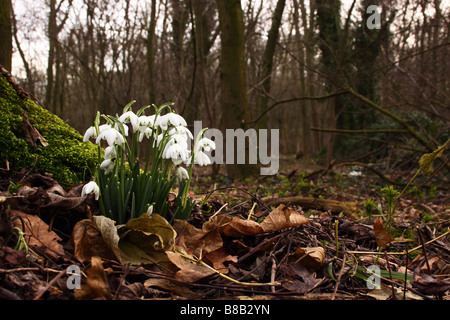 Schneeglöckchen Galanthus Nivalis wächst im Frühling in einer Waldlichtung Stockfoto