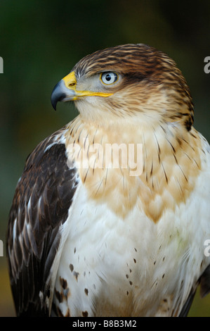 Eisenhaltiger Falke Stockfoto