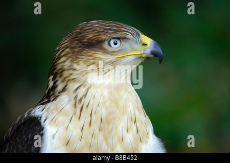 Eisenhaltiger Falke Stockfoto