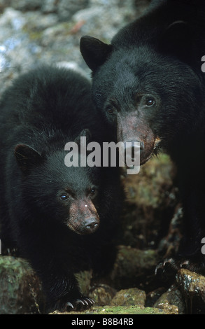 Mutter, Cub, schwarzer Bär (Ursus Americanus Vancouveri), Clayoquot Sound, Vancouver Island, British Columbia, Kanada Stockfoto