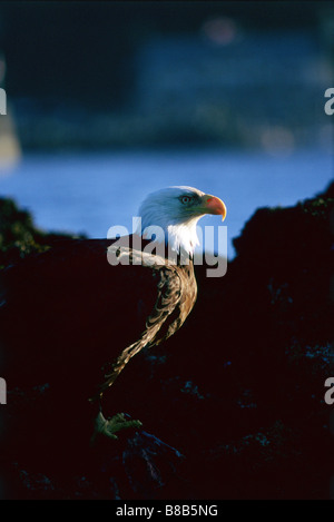 Weißkopf-Seeadler (Haliaeetus Leucocephalus), Clayoquot Sound, Vancouver Island, Britisch-Kolumbien Stockfoto