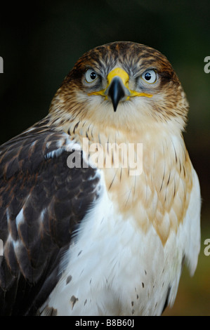 Eisenhaltiger Falke Stockfoto