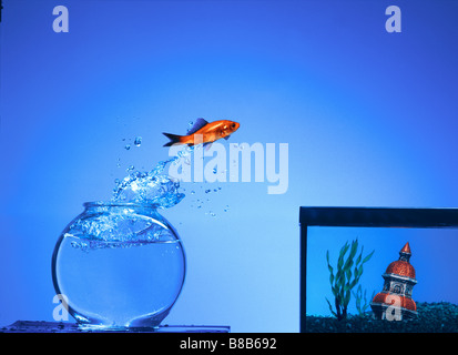 FV3896, Steve Lawrence; Fische springen, Goldfischglas in größeren Tank Stockfoto