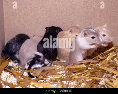 Mongolische Rennmäuse, Meriones unguiculatus Stockfoto