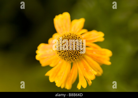 Eine helle gelbe Helenuim oder Sneezeweed mit einem dunkleren orange Streifen und fein gezahnten Zentrum. Stockfoto