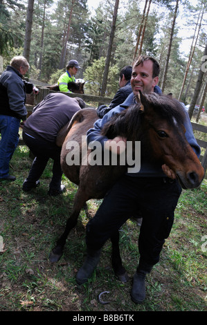 Männer trimmen Hufe der Wildpferde Gotlandsruss bei Heide moor in Gotland Schweden Mai 2008 Stockfoto