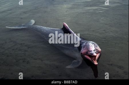 Indo-pazifischen Buckelwal Delphin, Sousa chinensis Stockfoto