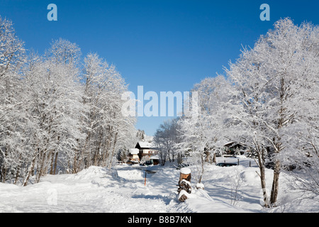 Bucheben Rauriser Sonnen Tal Österreich Europa Januar Winter Schnee-Szene mit Bäumen nach Schneefall in weißer Raureif bedeckt. Stockfoto