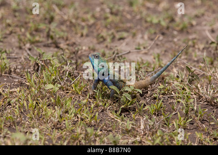 Baum-Agama Eidechse auf dem Boden, in der Nähe von Ndutu Lodge in Ngorongoro Conservation Area von Tansania Stockfoto