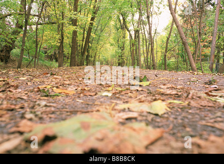 Lassen Sie überdachten Weg durch Wald, Ontario Stockfoto