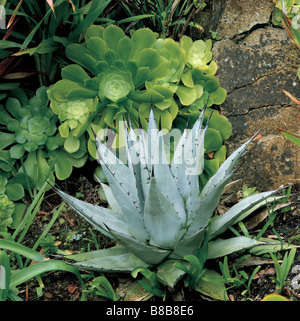 Agave und Aeonium in einem Steingarten an der Abbey Gardens Tresco Stockfoto