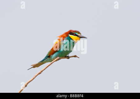 Bienenfresser (Merops Apiaster) - Europäische Biene-Esser Stockfoto