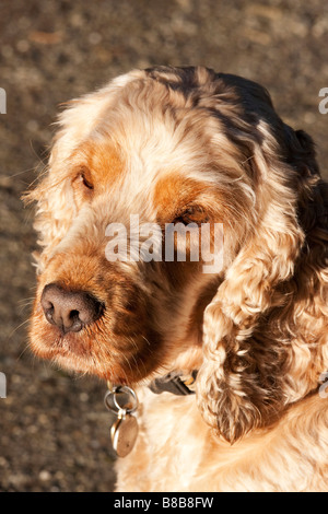 Goldene Cocker Spaniel Hund in outdoor-Ambiente Stockfoto